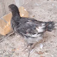 جوجه مرغ و خروس