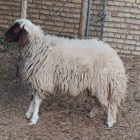 بره سنجابی|حیوانات مزرعه|ششطراز, |دیوار