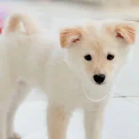 سگ پامر|سگ|بندر دیر, |دیوار