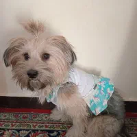 سگ شیتزو کراس