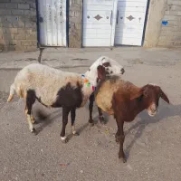 گوسفند ابس جوان بره|حیوانات مزرعه|گنبد کاووس, |دیوار