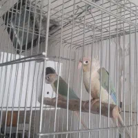 گرنچیک مولد|پرنده|آران و بیدگل, |دیوار