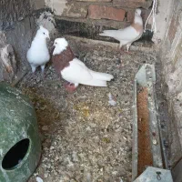 نرو ماده بیغلط