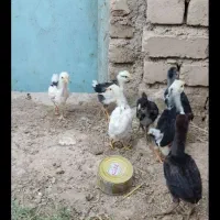 خروس گلین
