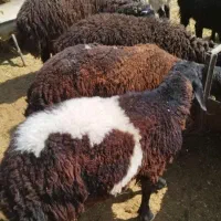 دام زنده شیشک نزاییده و بزغاله درجه یک پرواری|حیوانات مزرعه|قم, چهل درخت‎|دیوار