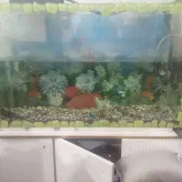 اکواریوم به همراه ماهی