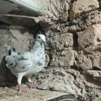 کبوتر ماده سار....|پرنده|بیرجند, |دیوار