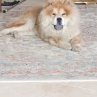 سگ چاو چاو ماده|سگ|کرمانشاه, |دیوار