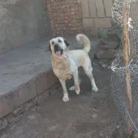 ماده سرابی گولاخلی