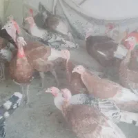 بوقلمون بوربون ومحلی|حیوانات مزرعه|همدان, |دیوار