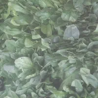 اسفناج آماده