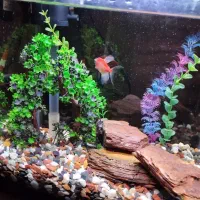 اکواریوم ماهی