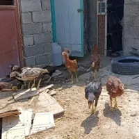 جوجه فریح لاری