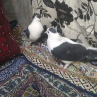 سلام الیک سلامتی