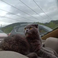 گربه اسکاتیش فولد|گربه|تهران, زعفرانیه|دیوار