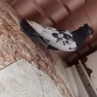 کفتر پرشی صید|پرنده|مشهد, کارمندان دوم|دیوار