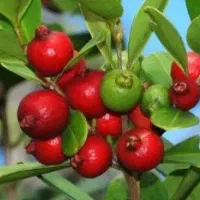 گوآوا قرمز