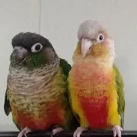 دوعدد گرین چیک