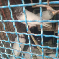 کفتر کله ای بلند