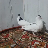 کفتر ساده .جوجه کرباتی . سبز آلمانی . سیاه پاک|پرنده|مشهد, رضاییه|دیوار