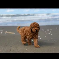 پودل فرفری دارک رد