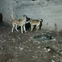 سگ سرابی  سه  دانه فی 16