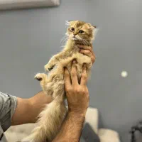 گربه اسکاتیش چینچیلا لانگهیر گلد|گربه|تهران, چیتگر شمالی|دیوار