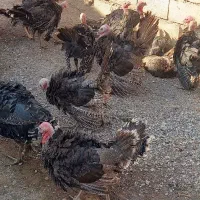 ۱۰ عددجوجه بوقلمون  برنز سینه پهن ۳ ماهه همشون نر|حیوانات مزرعه|خوی, |دیوار