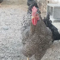 مرغ و خروس زینتی پلیموت راک (امروک)