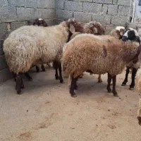 گوسفند نر|حیوانات مزرعه|صحنه, |دیوار