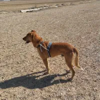 واگذاری تازی و سگ گله|سگ|سردرود, |دیوار