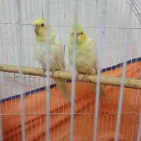 عروس هلندی|پرنده|رشت, باهنر|دیوار