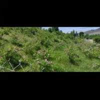 زمین-در-کیا-کلا
