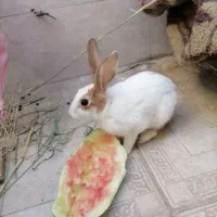 خرگوش خانگی