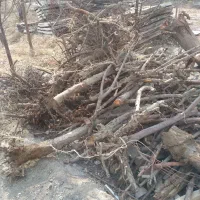 چوب آتشی خرید و فروش