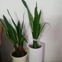 گلای شاداب وارزان