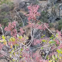 قزوان‌ی جوان و تازه