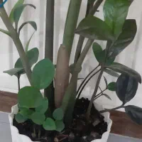 گل زانفولیا سبز و بلک|گل و گیاه طبیعی|قائمشهر, |دیوار