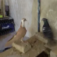 کفتر|پرنده|گلبهار, شهر جدید گلبهار|دیوار