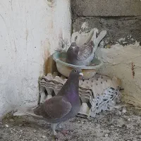 پرنده آستعلام کبوتران پلاکی