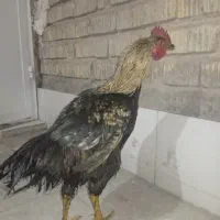 مرغ و خروس محلی|حیوانات مزرعه|شیراز, کوشک میدان|دیوار