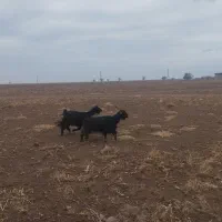 بز داشتی|حیوانات مزرعه|فرمهین, |دیوار