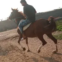 مادیون و کره نریون