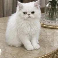 بچه گربه پرشین فلت 3 ماهه