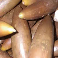 بلوط|عمده‌فروشی|شاهیوند, |دیوار