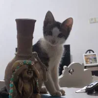 واگذاری چند عدد بچه گربه