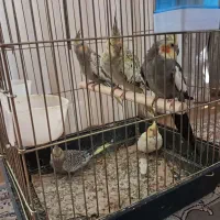 دوتا عروس هلندی مولد به همراه۳تاجوجه|پرنده|شهریار, ابراهیم‌آباد|دیوار