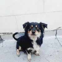 سگ ژرمن اشپیتز|سگ|لنجان, |دیوار