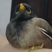 مرغ مینا گمشده +پاداش