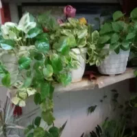 زاموفیلیا و یوکا|گل و گیاه طبیعی|کازرون, |دیوار